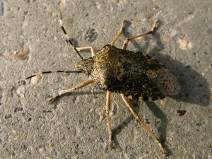 Stinkbug