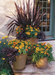 container garden on patio