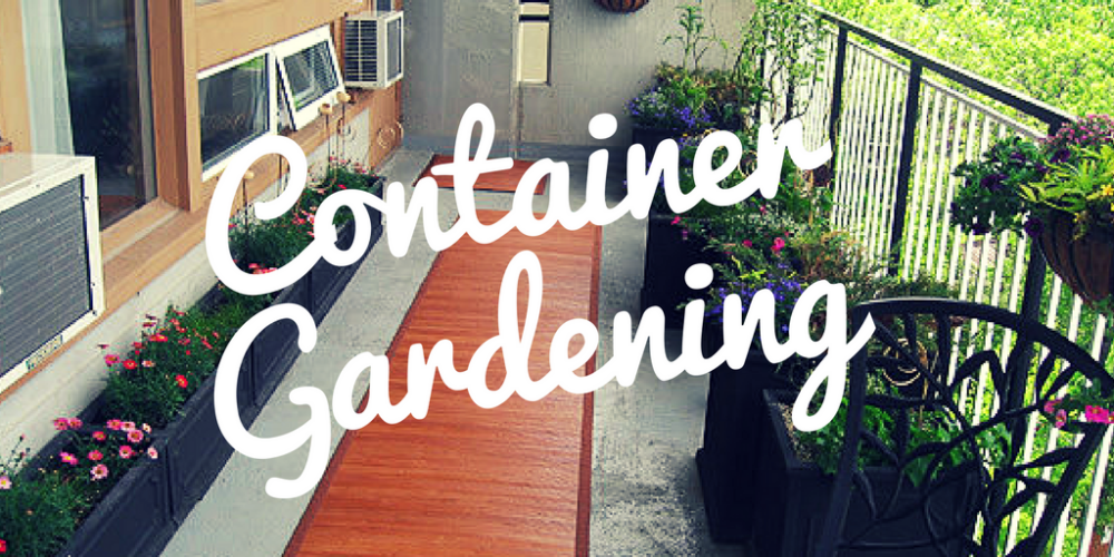 container garden blog image