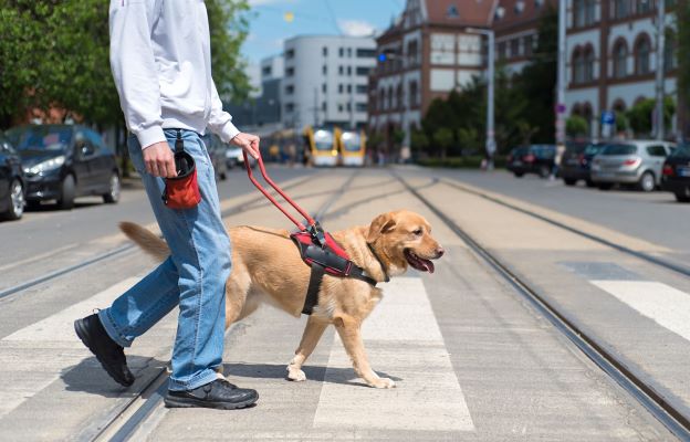 Service Animal walking