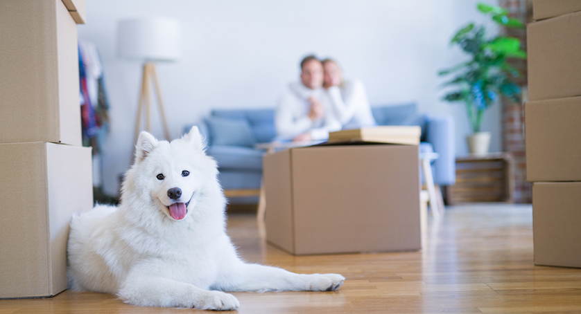 Pet owner couple with dog sitting on the sofa at new home around cardboard boxes