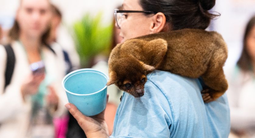 RMUC.25 Power Hour Kinkajou