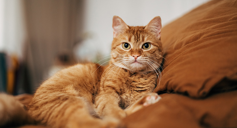 A cat laying down